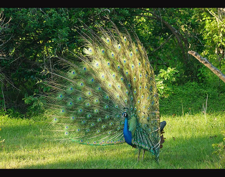 Villa Butterfly Moragalla Kültér fotó